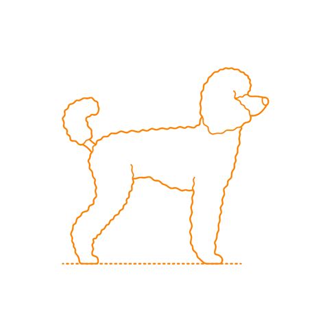 Toy Poodle Dimensions & Drawings | Dimensions.com