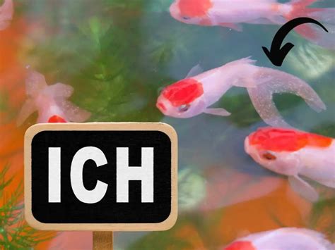 Koi Fish Sex Identification How To Tell If Your Koi Are Male Or Female Backyard Pond Ideas