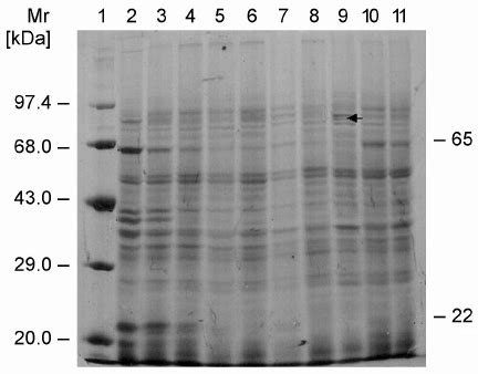 SDS PAGE Analysis Of Total Proteins Of Zygotic Embryo Axes Of Different