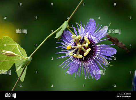 Blue Passion Fruit Blossom Stock Photo Alamy