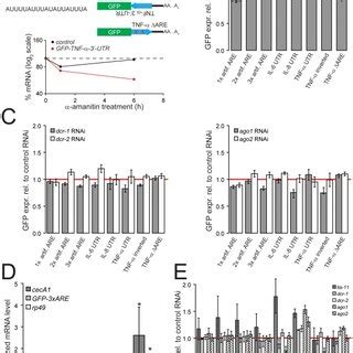 A) Schematic representation of the reporter constructs employed in our ...