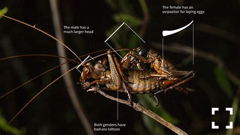 New Zealand has the most wētā