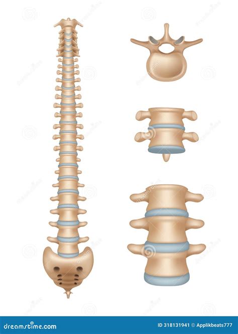 Spine Realistic Medical Illustrations Of Spinal Segments Vertebra