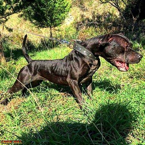 Apbt Game Coupons