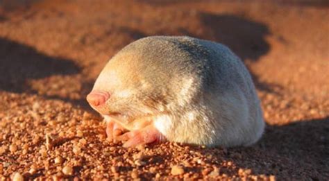 Последний раз этого милого зверька видели в прошлом десятилетии. Этот ...