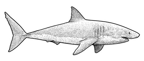 Desenho De Tubarao Branco - Ilustração De Um Grande Tubarão Branco, Desenho, Gravura, Tinta, Arte ...