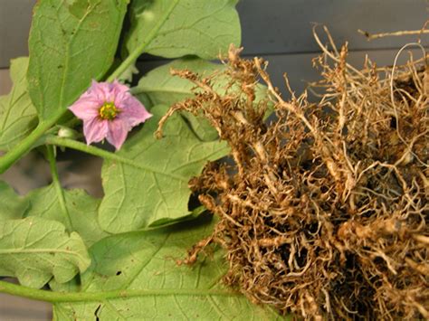 Eggplant Diseases