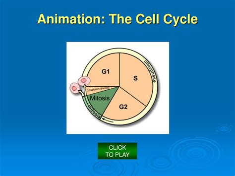 PPT - Chromosomes, Mitosis and Meiosis PowerPoint Presentation, free ...