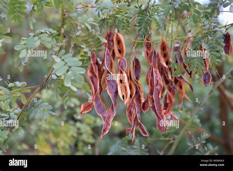 Acacia Pods Hi Res Stock Photography And Images Alamy