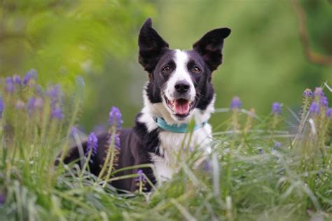 Short Haired Border Collie Pictures Info Temperament And Traits Hepper