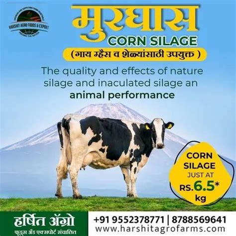 Corn Silage Kg Packaging Type Kg Bag At Kg In Pune Id