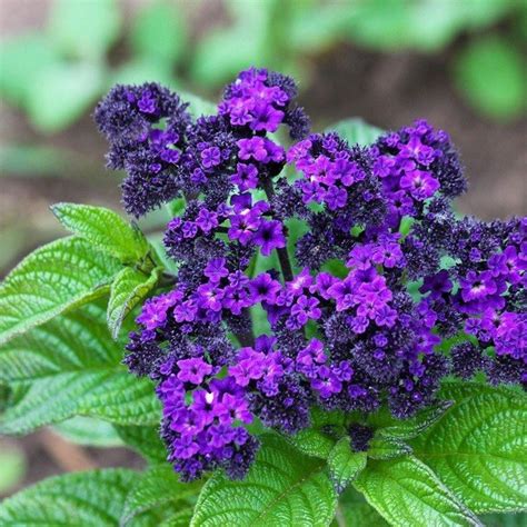 Купить гелиотроп в Москве - Выгодная цена на гелиотроп в горшке в ...