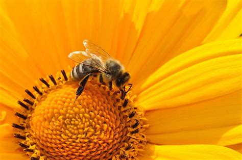 This Half Female Half Male Bee Identifies As Non Beenary