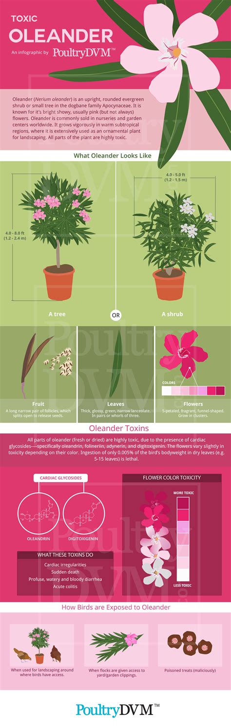 Toxic Oleander Infographic