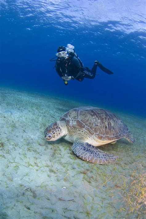 Drakkar Diving School Charm el Cheikh Centre de plongée PADI