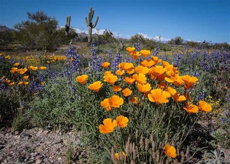 Arizona Wildflowers Best Places To See Wildflowers In Arizona