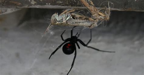 Male Vs Female Black Widow Spider Whats The Difference A Z Animals