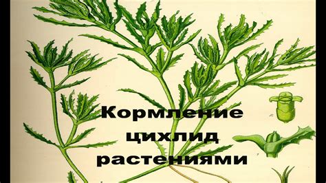Кормление цихлид травой - YouTube