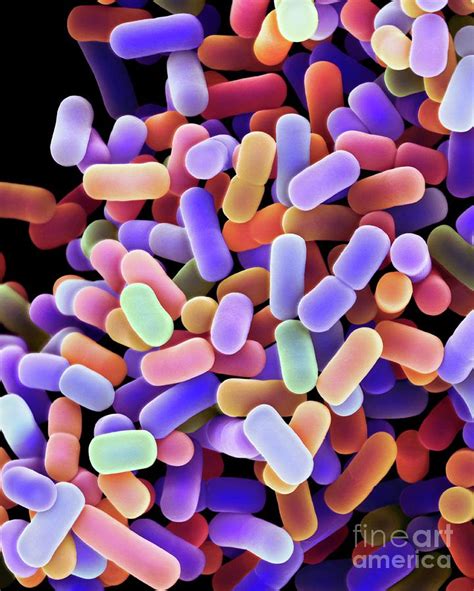 Lactobacillus Plantarum