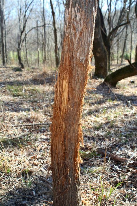 Different Tactics For Hunting Scrapes And Rubs