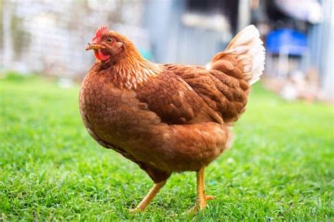 Naked Neck Turken Chicken Breed Profile Pictures