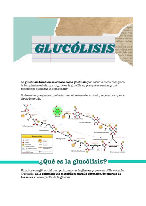 ¿qué es la glucólisis ¿cuales son las fases de la glucólisis - La