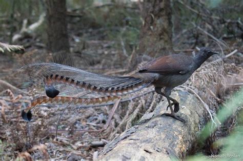 Superb Lyrebird - ClimateWatch Australia- Citizen Science App