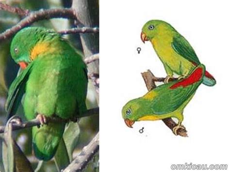 Gambar Burung Serindit Jantan Gambar Burung