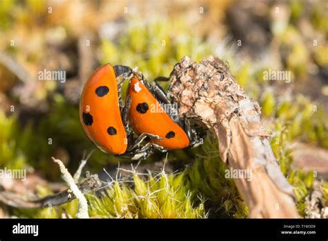 Mating Ladybird Beetles Hi Res Stock Photography And Images Alamy