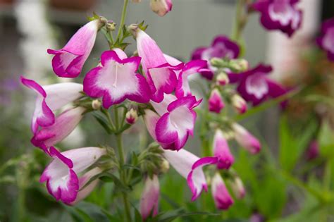 Grow Guide Penstemons