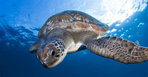 Best Places To Go Snorkelling In Tenerife Thomas Cook