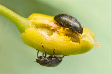 Неприятели по рапицата