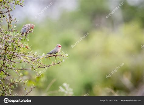 Two Red Faced Mousebirds Sitting On A Branch — Stock Photo