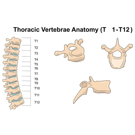 Premium Vector | Thoracic vertebrae anatomy