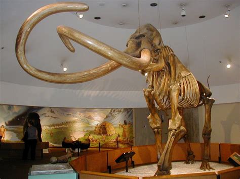 Mammoth - Wikipedia