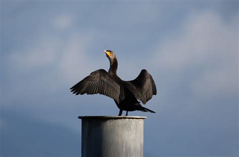 Bird Cormorant Beak Free Photo On Pixabay Pixabay