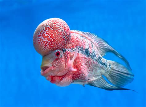 Weirdest Fish 16 Of The Strangest Fish In The World Including One