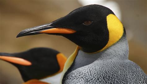 The Penguins of the Tundra Biome | Sciencing