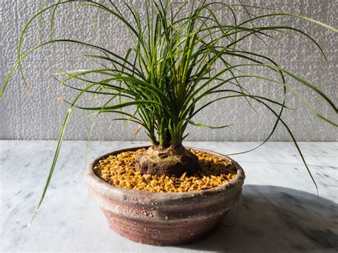 Beaucarnea Recurvata(Ponytail Palm) Looks Like A Tropical Tree