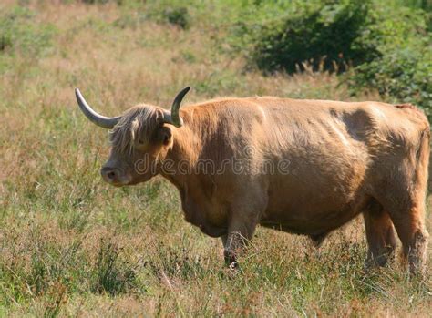 Big Horn Stock Photography - Image: 259602