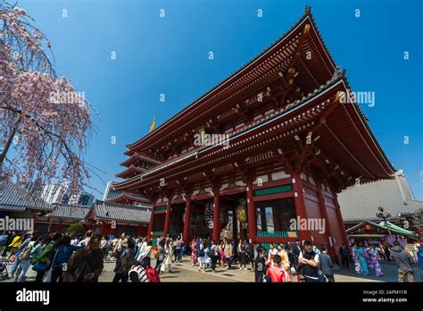 sensoji temple cherry blossom  res stock photography  images alamy