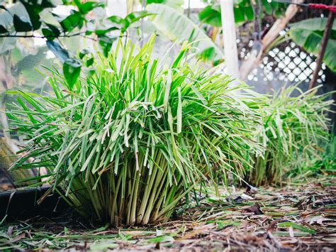 Keep Your Lemongrass Plant Healthy With This Pruning Method Garden Betty