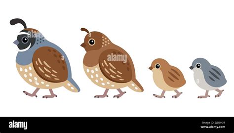 California quail family, male and female with chicks. Cute cartoon