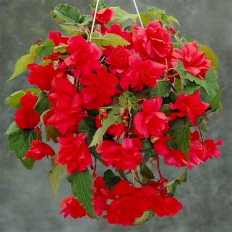Бегония ампельная красная - купить по выгодным ценам в интернет ...
