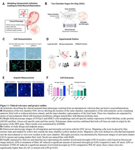 The Effect Of Fetal Sex And Maternal Race On Intraamniotic Inflection Leading To Fetal