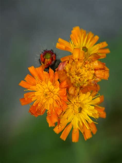 Orange Hawkweed Plants Hieracium Aurantiacum Buy Online Landlife