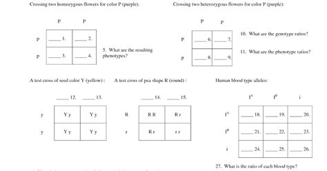 10 Monohybrid Cross Worksheet Answers Worksheets Decoomo