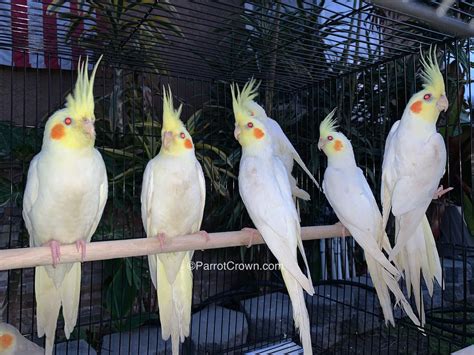 Lutino Yellow Cockatiel for sale - ParrotCrown.com