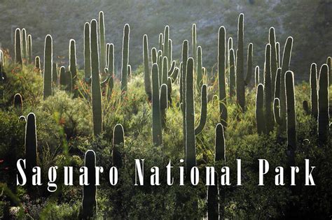 Saguaro National Park – a magical trip | DinoAnimals.com
