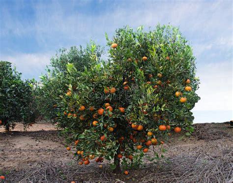 Tangerine tree stock image. Image of harvest, plant - 109366665